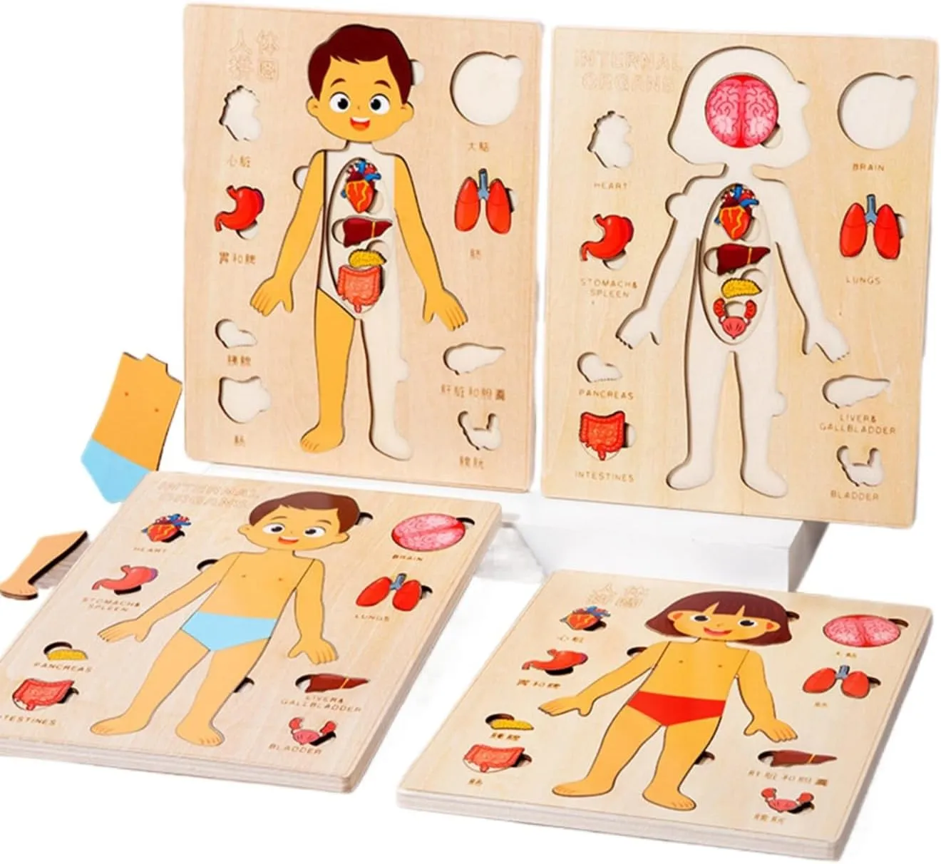 Human Structure Kids Human Learning Toy Anatomy Organ Model Anatomy Toy Children Human Organ Education Toys Human Organ Teaching Aids (Boy) motivate yarn predecessor attach Montessori Jigsaw Puzzle of 