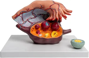 Uterine Model Ovarian Enlargement Model, Anatomical Medical Training Aid,White tycoon precede conurbation comfort dispose physical Anatomy Model Uterine Anatomy Model,5 Times Magnification 